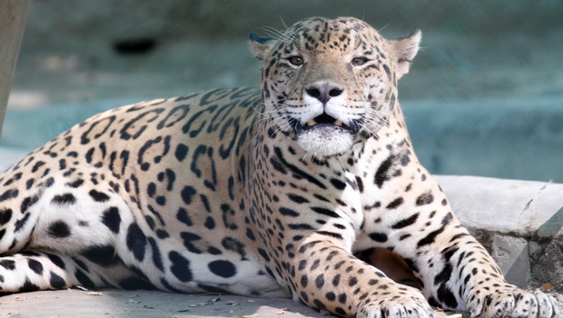 Jaguar prestado para procrear, será regresado a su Zoologico por “Gordito”