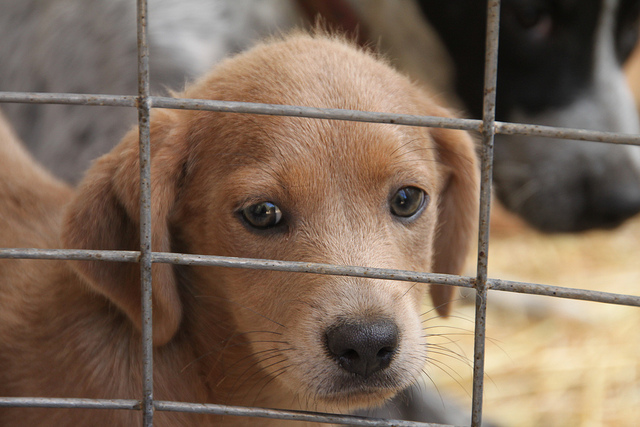 Madrid prohibe sacrificios de perros