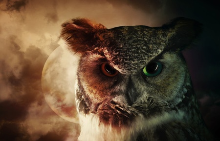 8 Mitos de los búhos que no deberías temer en noche de brujas ¿ó acaso sí?