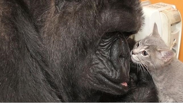 Gorila de 44 años se recupera de depresión adoptando gatitos