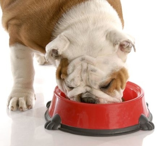 5 formas solucionar que tu perro come muy rápido antes sea tarde