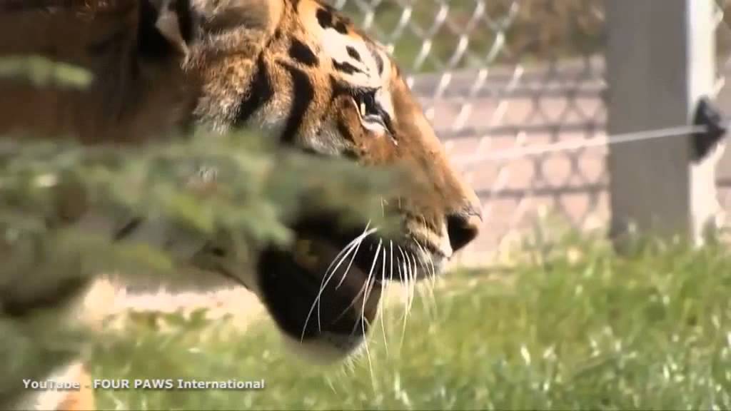 Último Tigre que sufrió en circos de Bulgaria encuentra hogar en Santuario