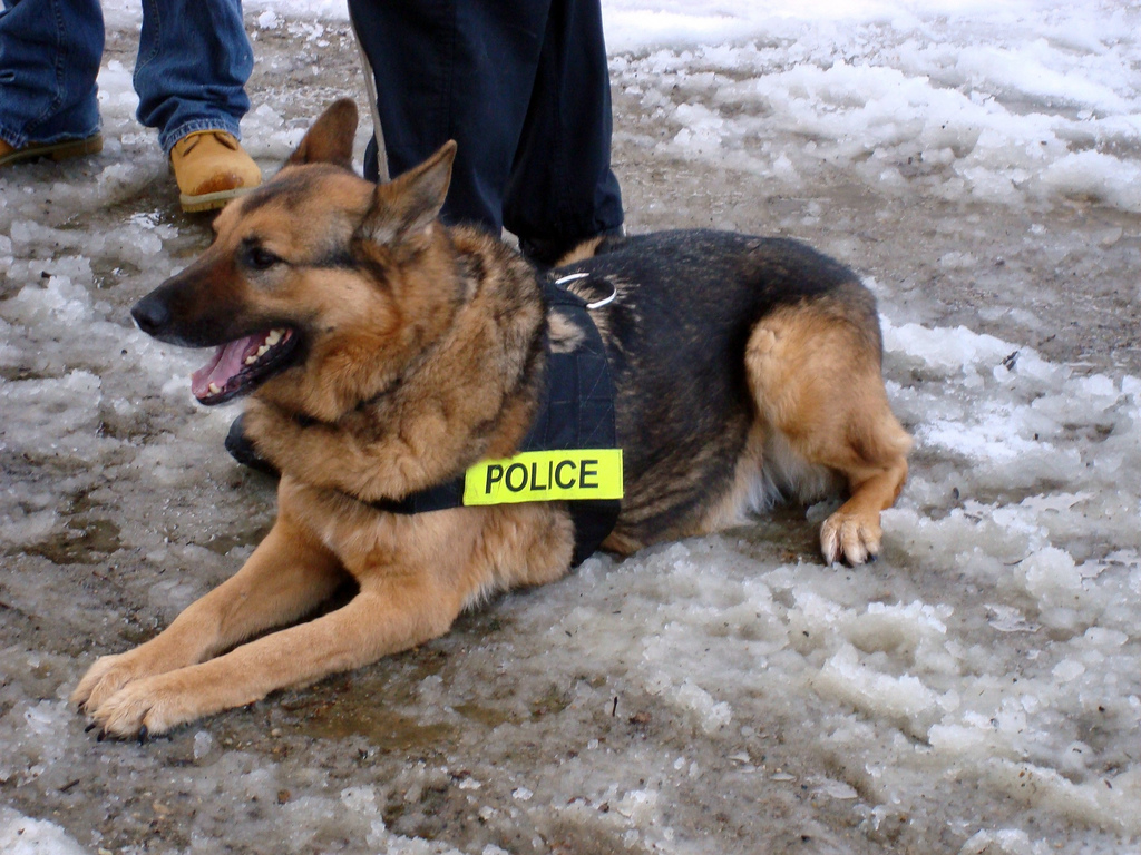 Rusia fabrica chaleco antibalas para perros policías
