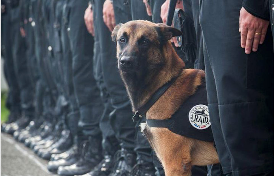 Perro Policía que murió en Paris