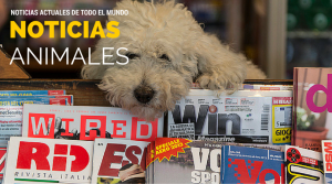 NOTICIAS perros gatos y animales