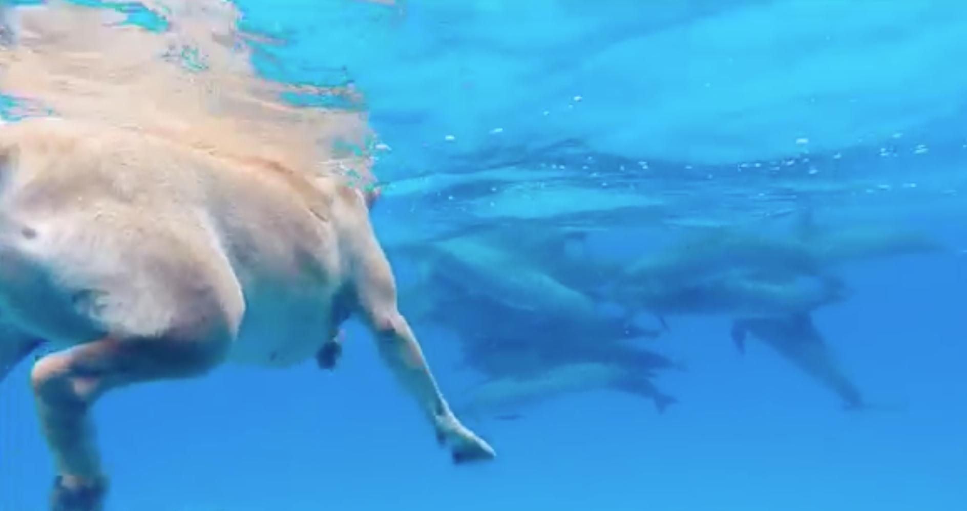 Perro ve delfines por primera vez y ¡decide unírseles en el mar!