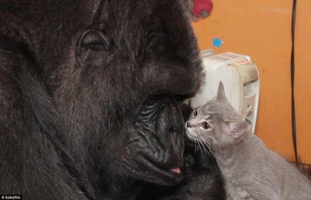 gorila adopta gatos
