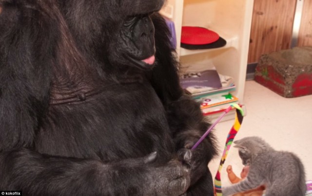 gorila adopta gato