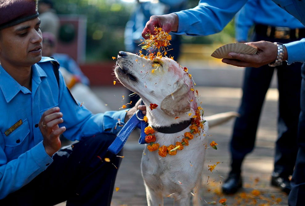 Lo mejor de Kukur Tihar 2015. El Festival sólo para adorar perros en Nepal