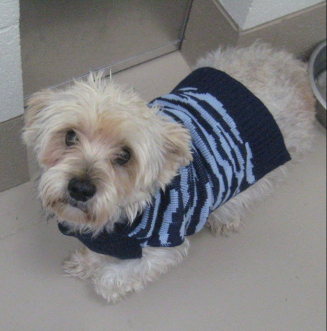 Perro suéter azul