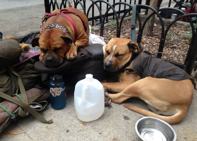 En New York refugio alimenta humanos y perros sin casa por igual
