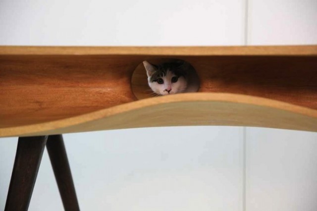 Gatito dentro de la mesa