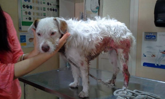 Restaurante quemó a Perro con agua hirviendo 2