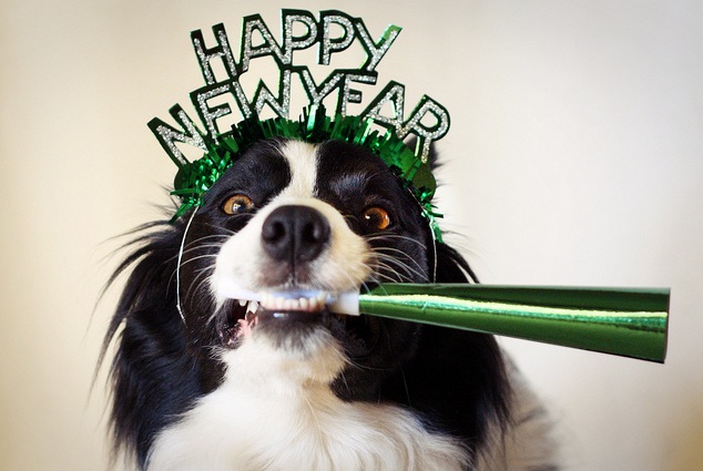 10 propósitos de año nuevo que tu perro seguramente no cumplirá