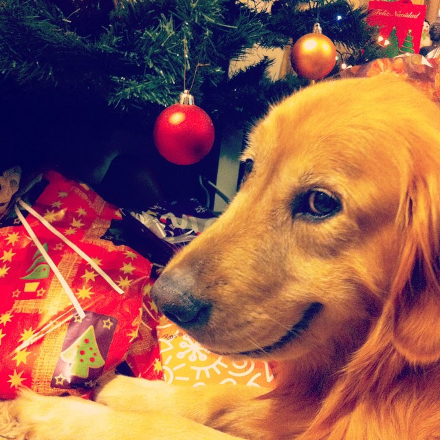 5 mejores regalos navideños para tu perro