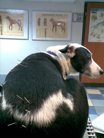acupuntura para perros