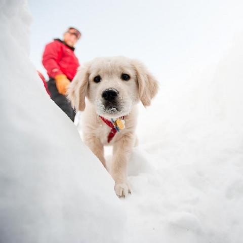 entrenando a perro avalancha