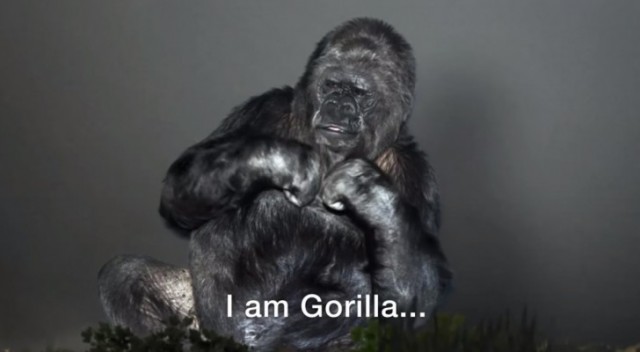 gorila señas