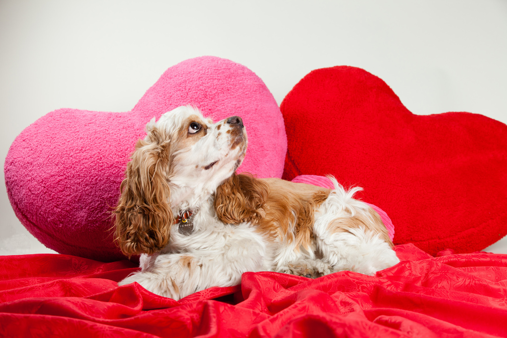 5 razones porque tu perro es el perfecto San Valentín