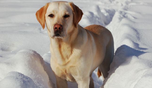 Cambio climático: También pone en peligro a perros y gatos