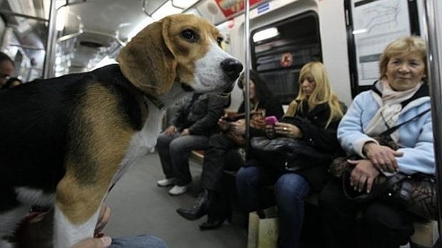 Perros podrán viajar en metro a partir de verano en Madrid