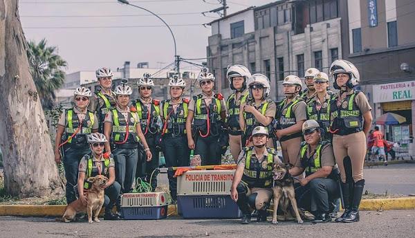 Crean Escuadron de Rescate de perros y gatos abandonados en Perú