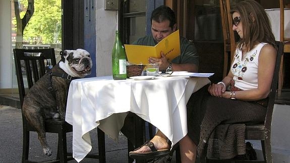 Málaga propone acceso de mascotas a restaurantes y transporte