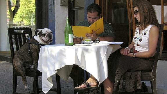 Foto_Perros_Restaurantes_Malaga_España