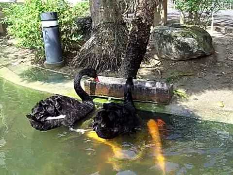 Cisnes negros demuestran a peces que son más humanos que muchos humanos