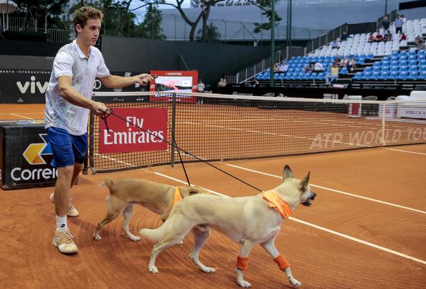 perro recoge pelotas en torneo de tenis