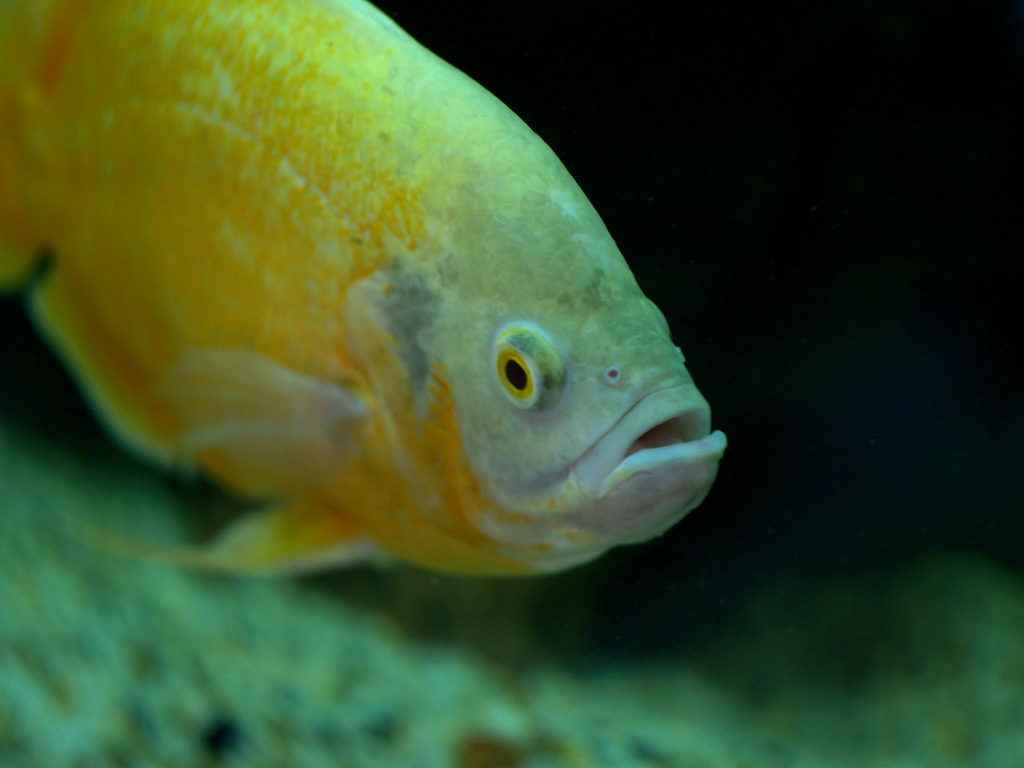Estudio revela que los peces también sienten
