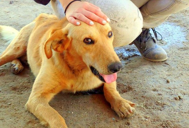 vencer adversidad en Santiago de Chile, perro busca ser adoptado 10