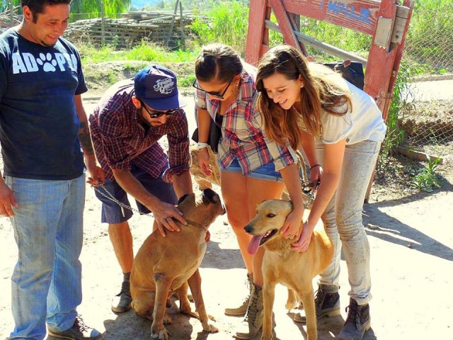 vencer adversidad en Santiago de Chile, perro busca ser adoptado 4
