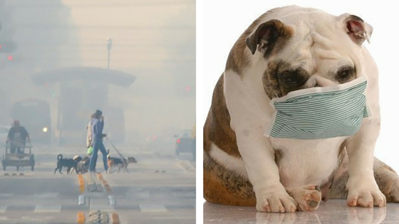 En contingencia ambiental ¿Cómo afecta contaminación a Perros y Gatos?