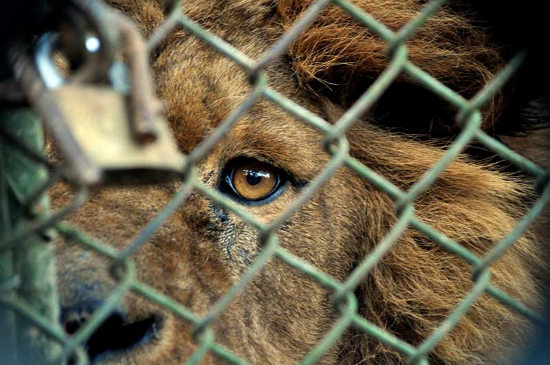 Costa Rica anuncia cierre de zoológicos y libertad para animales