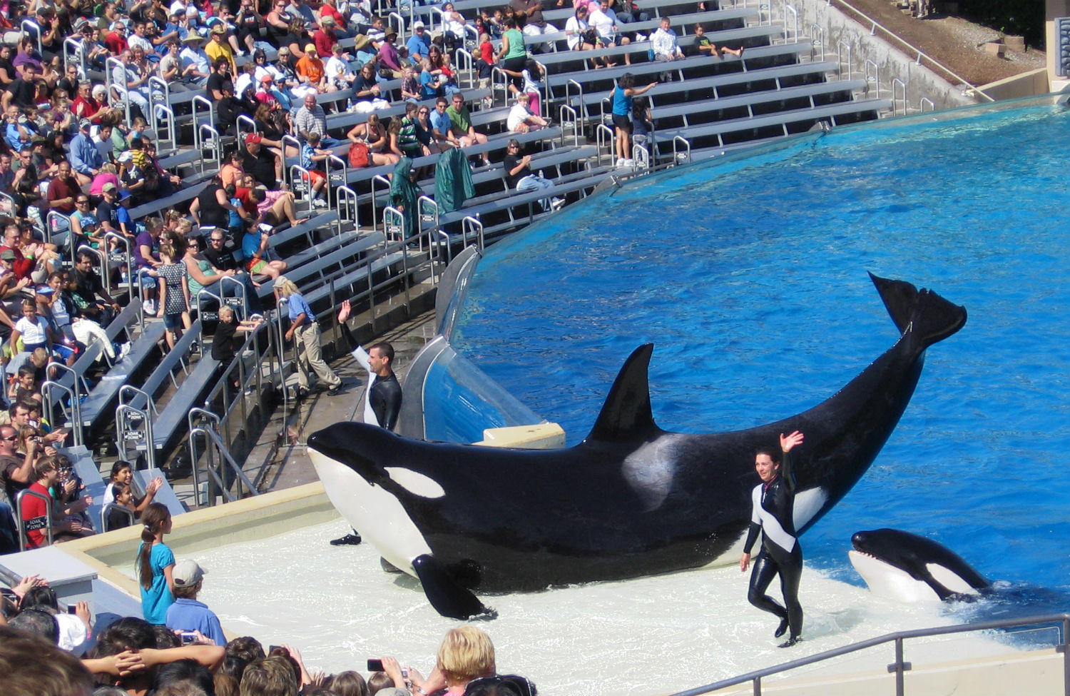 SeaWorld declara el fin de espectáculos y reproducción de orcas