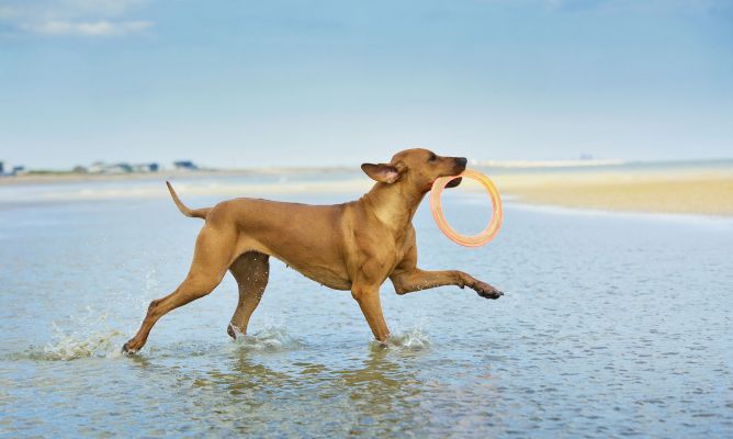Barcelona creará para verano playa exclusiva para perros
