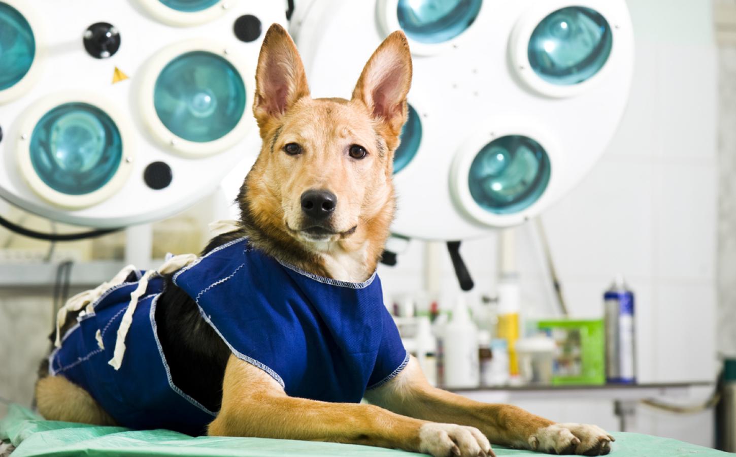5 Malas excusas para no esterilizar a tu perro