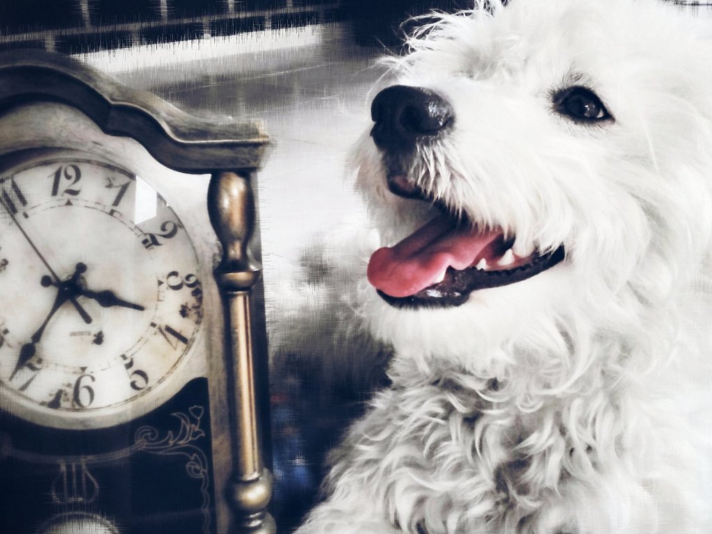 ¿Como pueden saber los perros la hora que es?