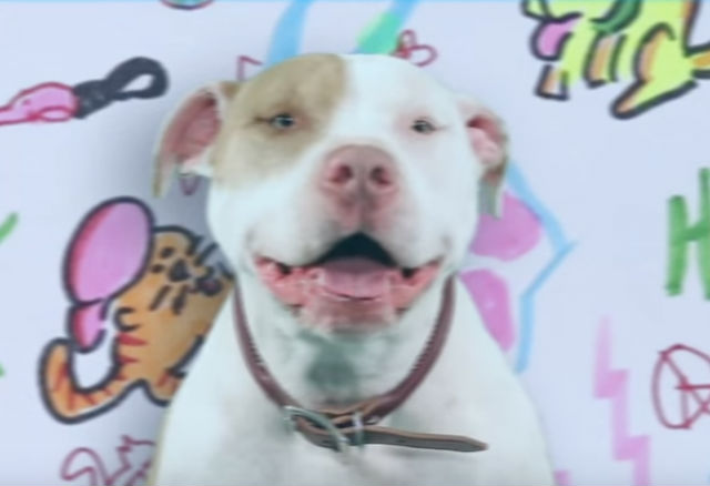 Pitbull es adoptado gracias a parodia del “Principe del Rap”