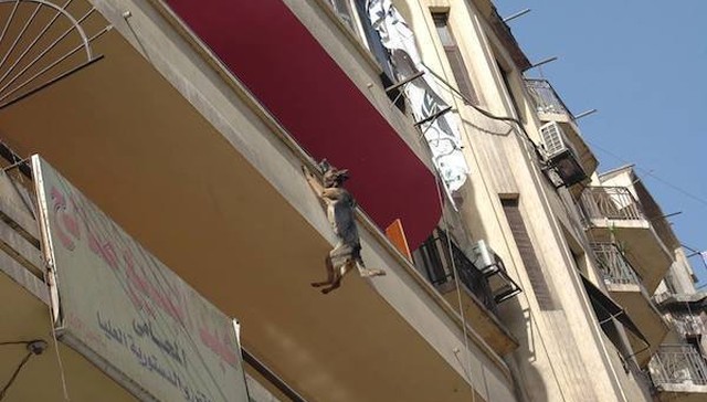 Perro encadenado en balcón salta con la única esperanza de ser feliz (lo logra)