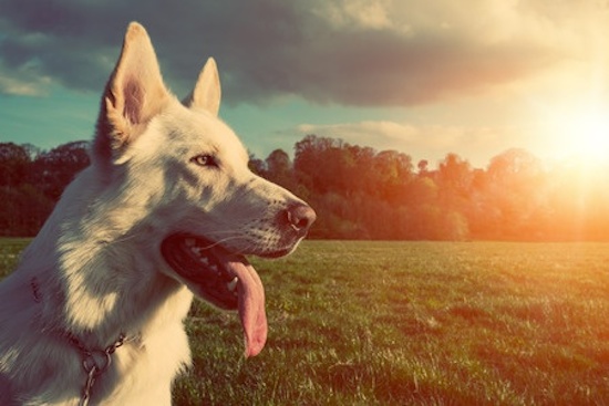 Las 5 claves del éxito para entrenar a tu Perro