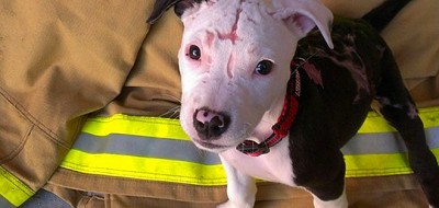 Perro que sobrevivió a incendio ahora es bombero