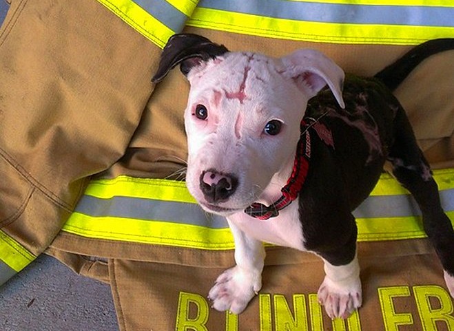Perros sobrevivió quemaduras de incendio ahora es bombero
