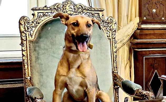 Presidente argentino orgulloso de adoptar perro mestizo