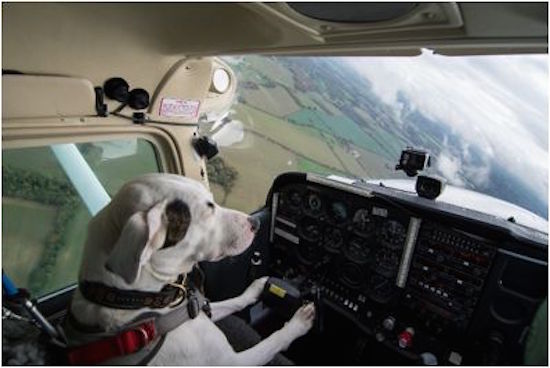 Perro rescatado antes ser sacrificado vuela avión a 1,000 mts. de altura