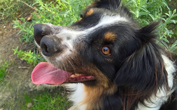 Perro abandonado por tener 2 narices es adoptado antes de morir