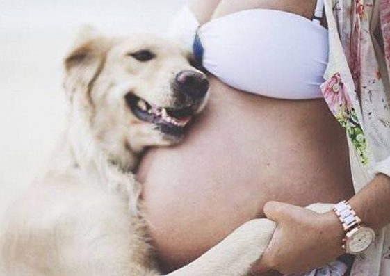 ¿Cómo tu perro puede detectar tu embarazo antes que tú?