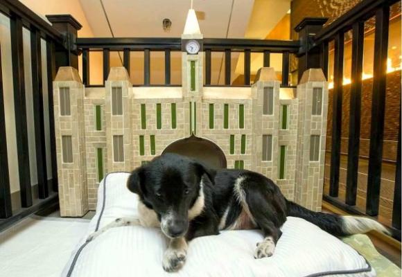 ¡Hotel da posada a perros sin casa y huéspedes los adoptan!