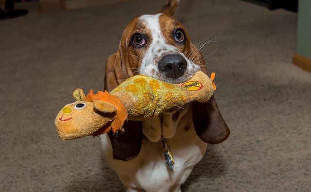 5 razones por que es saludable tu perro destruya sus juguetes